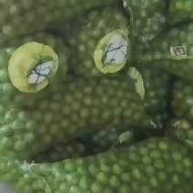 山西青皮核桃