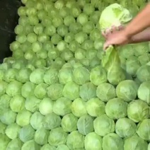 甘蓝