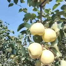 宁陵金鼎谢花酥
