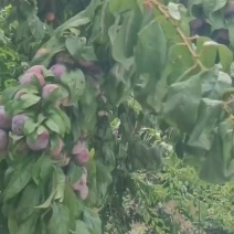 脆红李产地一手货源全国发货保质保量欢迎随时电话联系