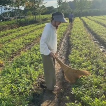 木荷小苗，江西主营品种，货源充足，欢迎咨询