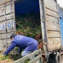 木荷苗，基地直供，防火隔离带苗木，欢迎咨询