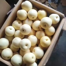 原装袋皇冠梨大量有货