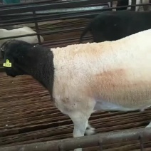 小尾寒羊杜泊羊肉羊出肉率高