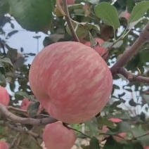 凤翔密脆苹果