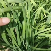 精品大中小韭菜