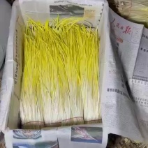 精品蒜黄大量上市