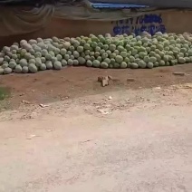 水果冬瓜