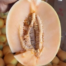 哈密瓜凤金6号