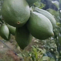 广东香水柠檬