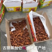 进口大丑杏中小颗粒现货