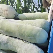 河南精品白皮冬瓜产地直发品质保证量大足有欢迎联系