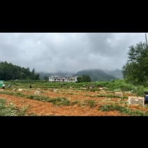 挖百合啦~百合干货产地直发~有需要的老板快来~