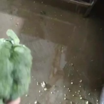 西兰花