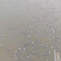 淡水鱼