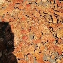 野生鸡血藤干货