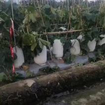 彭州冬瓜大量上市了欢迎选购