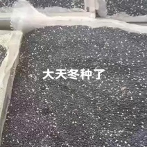 广西大天冬种子