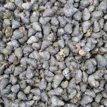 鲜活钓鱼螺蛳，挂钩脆螺，食用螺蛳和食用大田螺