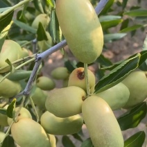 枣