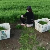 精品茴香