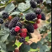 树莓