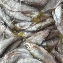 马口鱼
