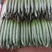 大量供应大棚油量黄瓜，质量好，货源充足，超市电商大型批发