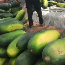 麦茬地冬瓜基地直发品质保证代发全国欢迎各地老板采购。