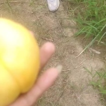 精品风味天后