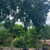国庆花栾树12～25公分基地直发规格齐全质量优质