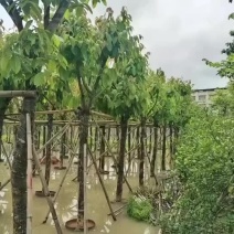 骨架大叶紫薇10～15公分基地直发规格齐全质量优质