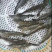 精品黑虎虾鲜活