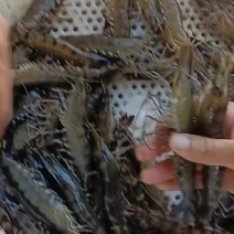 黑虎虾（鲜活）
