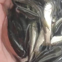 草鱼苗优质草鱼苗广东草鱼苗现捞现发成活率高