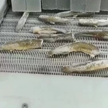 300克免浆泥鳅片10元包邮鲜酥泥鳅开片泥鳅酒店饭店餐