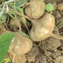 湖北沙土地凉薯多年老店稳定供货量大从优
