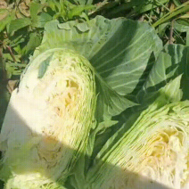 西圆