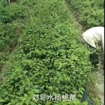 水杨桃扦插苗杨桃苗基地供应量大质优价格优惠欢迎采购