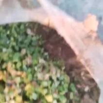 猫爪草种苗，种子