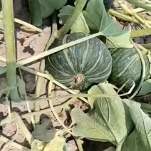 板栗南瓜加工厂市场通货大量上市