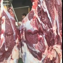 鲜牛肉西门塔尔大公牛，每日新鲜屠宰