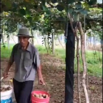 博山久田猕猴桃种植园**号***********