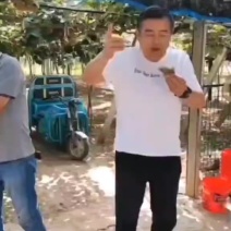 博山久田猕猴桃种植园种植碧玉猕猴桃