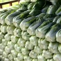 银川沙地白菜