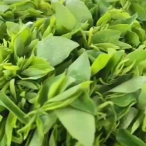 树仔菜产地直销自产自销