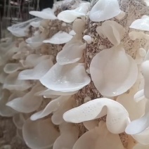 种植场白玉木耳直发，摆地摊赶集玉木耳白木耳常年有货足干