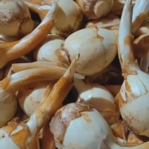 云南茨菇慈姑，基地直供量大价优品质保证全国发货