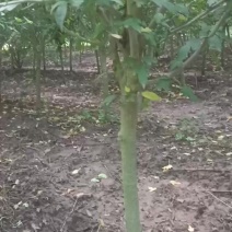 3一4公分木槿