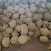 网纹瓜